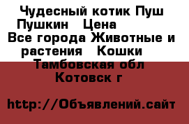 Чудесный котик Пуш-Пушкин › Цена ­ 1 200 - Все города Животные и растения » Кошки   . Тамбовская обл.,Котовск г.